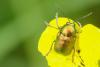 Cryptocephalus sp.